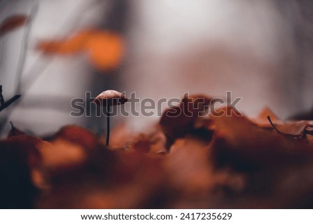 Tiny mushroom growing alone in the forest. A small living organism through the colored leaves in a rainy day Royalty-Free Stock Photo #2417235629