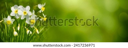 Panoramic nature Spring background with Daffodils Flowers. White jonquil Flowers closeup on natural green background. Beautiful Wide Angle Spring Wallpaper, billboard or Web banner With Copy Space