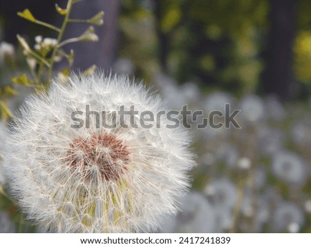 Dandelion close-up on the background of nature, garden, with bokeh effect. Background, template.               