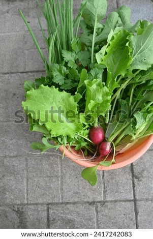 fresh salad greens from the vegetable garden, lettuce leaves, cilantro, onion nibs, radishes 