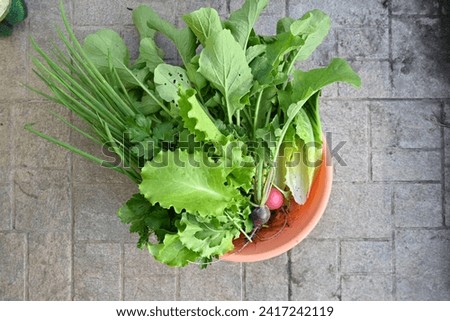 photo from above of fresh organic greens, lettuce, radishes, first fresh greens from the garden 
