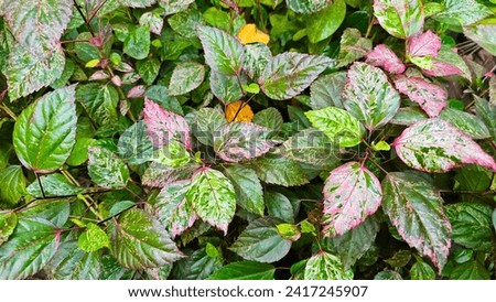 Red Variegated Leaf  Hibiscus rosa-sinensis 'Cooperi', Red variegated leaves are reddish-green throughout Royalty-Free Stock Photo #2417245907
