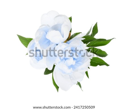 Beautiful light blue peonies with green leaves on white background