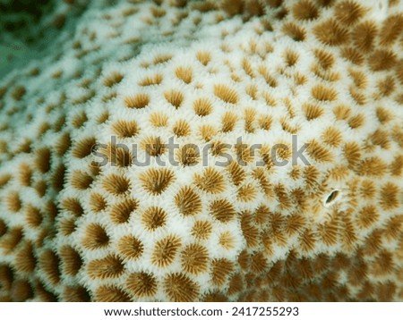A picture of beautiful coralite Coral Massive (Stony coral).
