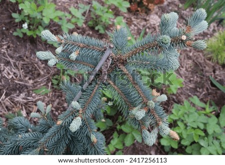 Blue and green color Picea Pungens The Blues plants in a garden in June 2023