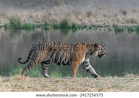 Tiger, Bengal Tiger (Panthera tigris Tigris), walking near a lake in Bandhavgarh National Park in India.                                           Royalty-Free Stock Photo #2417256575