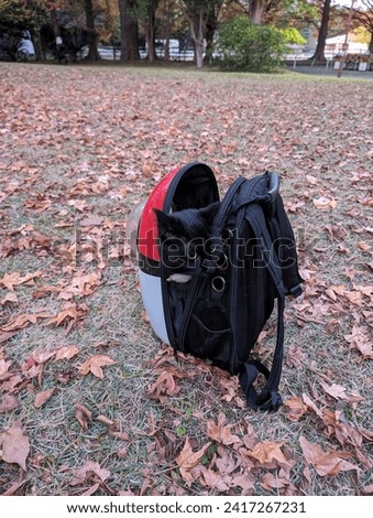 Black cat inside pokemon carrier surrounded by autumn leaves 