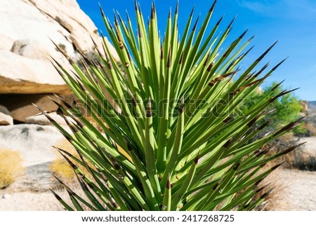 Spikey Aloe Plant in Joshua Tree Royalty-Free Stock Photo #2417268725