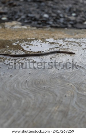 a worm passing by on a large floor after the rain