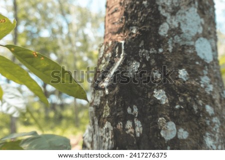 A rubber tree that releases its sap.