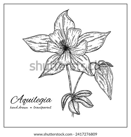 Hand drawn ink Aquilegia vulgaris flowers. Blooming Columbine flower with buds, branches with leaves. Botany illustration for coloring books, decoration, tattoo, printing Royalty-Free Stock Photo #2417276809