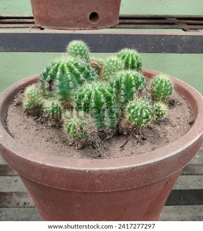 Detailed Hd  hi-res stock image of indoor potted Echinopsis Tubiflora cactus(Easter Lily Cactus, Hedgehog cactus, Sea-urchin cactus) plant planted on a earthen Pott, jpg photo vertical bsckground.