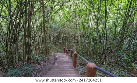 Bamboo forest, tall bamboo trees densely packed together. There is only a little light passing through. In the middle of the picture is a long cement staircase. There are stone pillars connected 