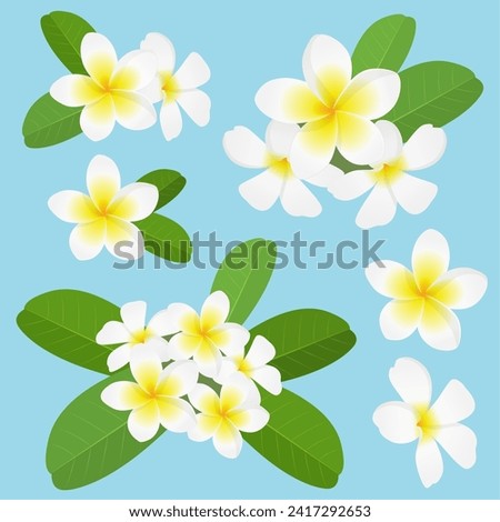 Plumeria flower white vector illustration set Royalty-Free Stock Photo #2417292653