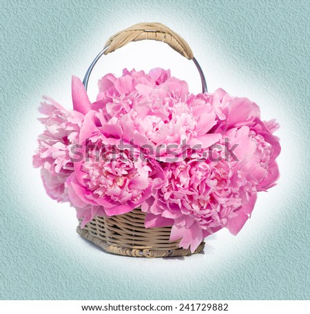 Holiday Bouquet of gentle pink peonies in a wicker basket on a turquoise background. Flowers in bloom. Floral backdrops