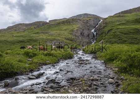 Cows grazing on flowering grassy meadow near clear mountain creek with view to waterfall in narrow rocky gorge under gray cloudy sky. Cattle on green alpine grassland among lush flora near pure brook.