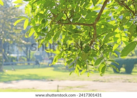 Upward glance to sun rays shines through forest trees. Scattered sunlight that filters through green elm leaves. Sunny summer nature background with sunshine radiant bokeh. Japanese Komorebi concept Royalty-Free Stock Photo #2417301431