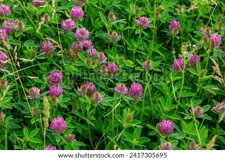 This is the wildflower Trifolium alpestre, the Purple globe clover or Owl-head clover, from the family Fabaceae. Royalty-Free Stock Photo #2417305695