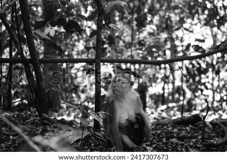Black and white picture of a white tailed macaque monkey in bukit lawang indonesia sumatra