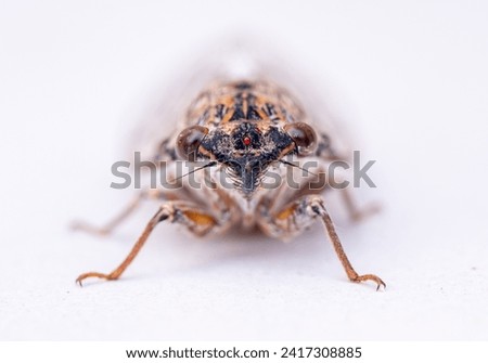 Macro photograph of a front view of a brown cicada with three red against a white background.