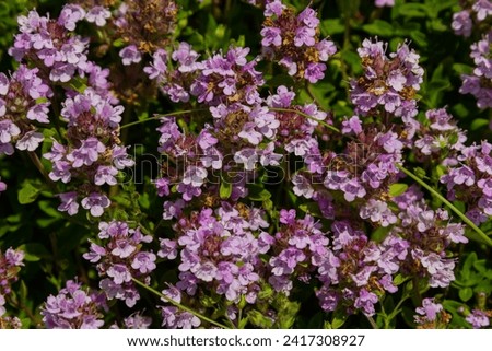 Blossoming fragrant Thymus serpyllum, Breckland wild thyme, creeping thyme, or elfin thyme close-up, macro photo. Beautiful food and medicinal plant in the field in the sunny day. Royalty-Free Stock Photo #2417308927