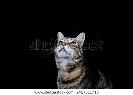 Bengal cat, white chin, looking up. Blue green eyes Black background.