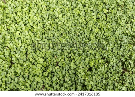 Fresh organic microgreens (baby greens). broccoli microgreens Royalty-Free Stock Photo #2417316185