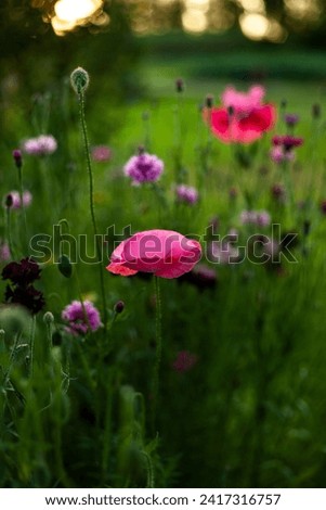 Close up on pink poppy in summer evening