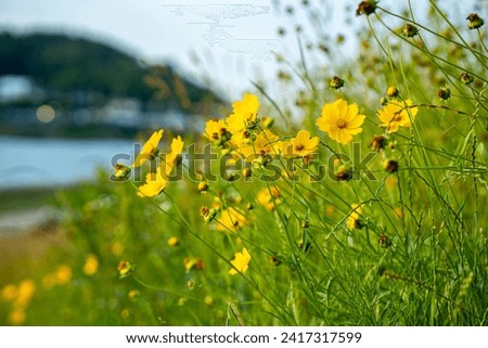 small yellow flowers surrounded by green plants.