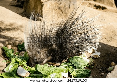 A porcupine eat vegetables from a feeder at the zoo.