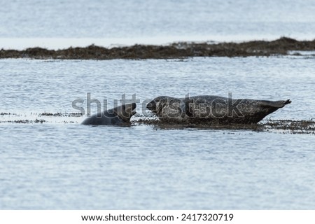 Interaction between two males of the grey seal (Halichoerus grypus) Royalty-Free Stock Photo #2417320719