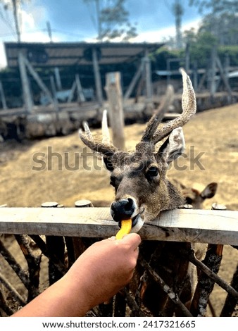 Photo of a deer eating,a dashing deer