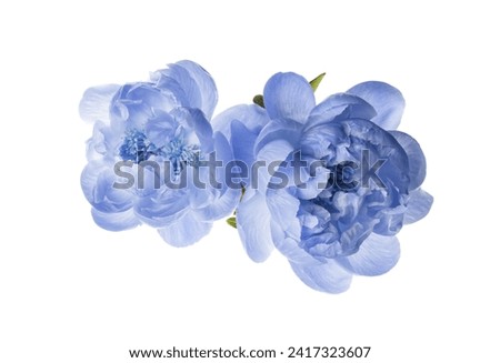 Beautiful light blue peonies on white background