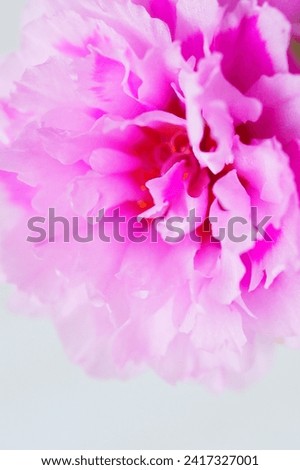 beautiful vibrant colored portulaca flower  Royalty-Free Stock Photo #2417327001
