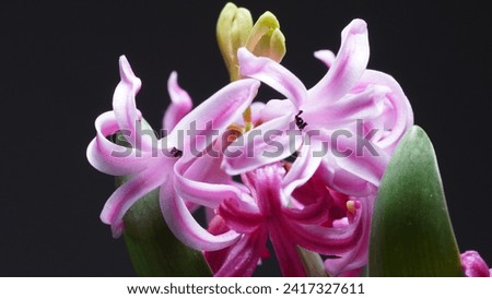 Common hyacinth (Hyacinthus orientalis). A fragrant spring delight. Exploring the beauty of an ornamental flower. Winter season