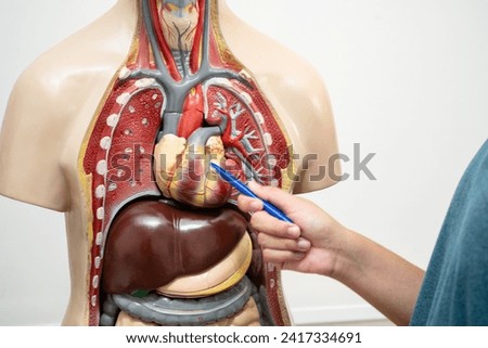 Student teenage learning anatomy biology with human body model in classroom at high school. Royalty-Free Stock Photo #2417334691