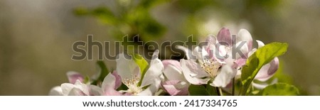The banner. Flowers of a columnar apple tree close-up. Blurred background