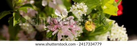 Pink and white apple blossoms close-up. Banner