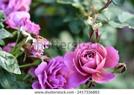 The image showcases a field of these vivid rose flowers in an autumn garden with selective focus, highlighting the intricate details of a single blossoming rose against the blurred backdrop of nature.
