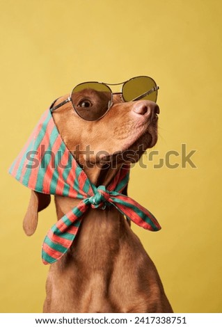 Stylish Vizsla wears sunglasses and a neckerchief, yellow backdrop. This charming dog models with a touch of flair, reflecting a playful and fashionable spirit Royalty-Free Stock Photo #2417338751
