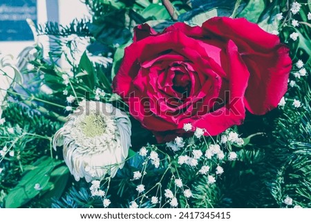 Withering red roses, funeral flowers decor.