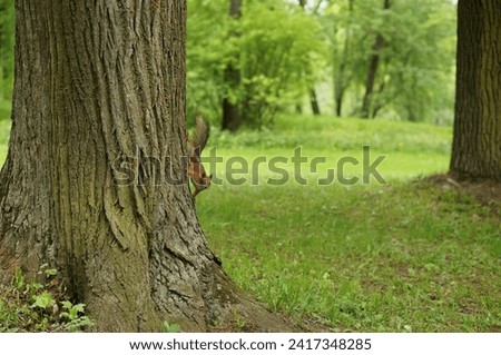 Squirrel sitting on a tree trunk in the park