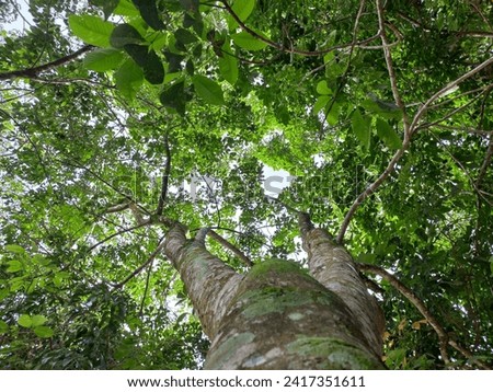 green leaves of rubber tree  Royalty-Free Stock Photo #2417351611