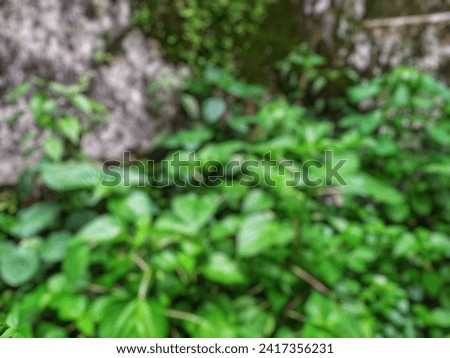 Defocus background of a cluster of weeds