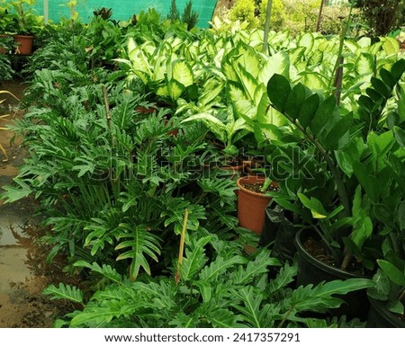 Exotic varieties of Indoor plants picture