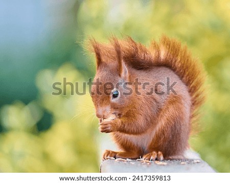 Red Squirrel eating food on a fence with soft background