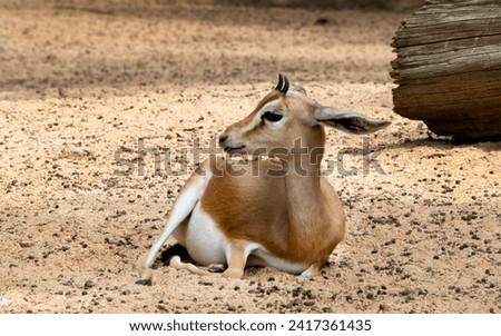 zoo animal dama gazelle herbivore Royalty-Free Stock Photo #2417361435