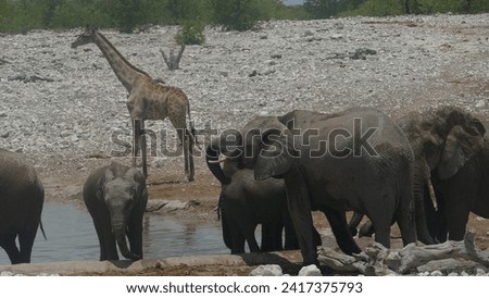 Herd of elephants Loxodonta africana at Olifantsbad waterhole - Namibia with Angolan giraffes in the background during dry season