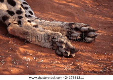 Hind paws of a cheetah with claws on red sand background, close-up. The paws and feet of a cheetah are different from all cats, they are similar to those of a dog.
