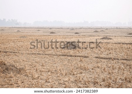 Photo of applying dung fertilizer to the land of Bangladesh